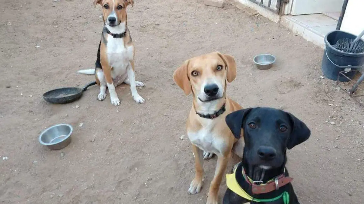 Adopción de perros en Los Cabos